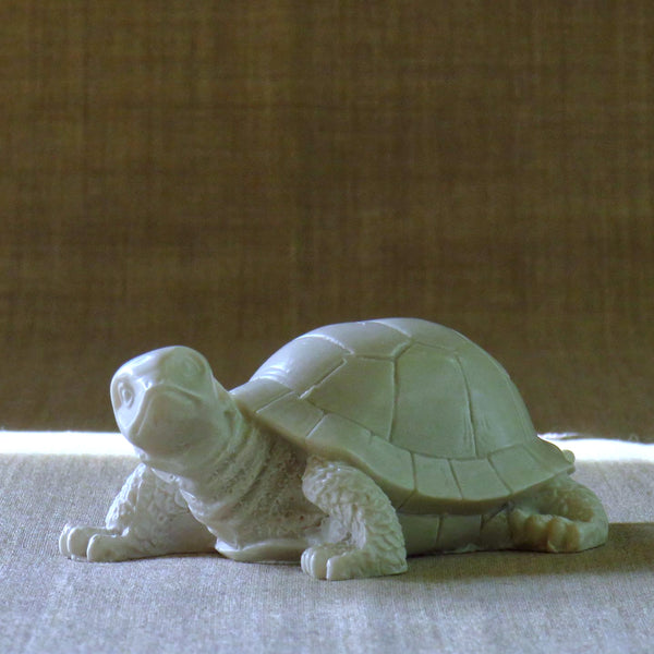 Tortue grincheuse