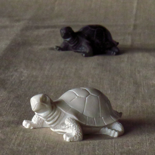 Tortue grincheuse